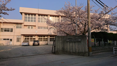 香椎下原小学校桜